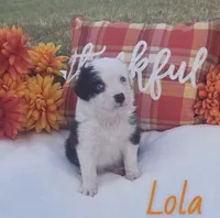 Lola, a female Australian Shepherd for sale in Velma, OK – 1 of 6