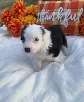 Lola, a female Australian Shepherd for sale in Velma, OK – 4 of 6