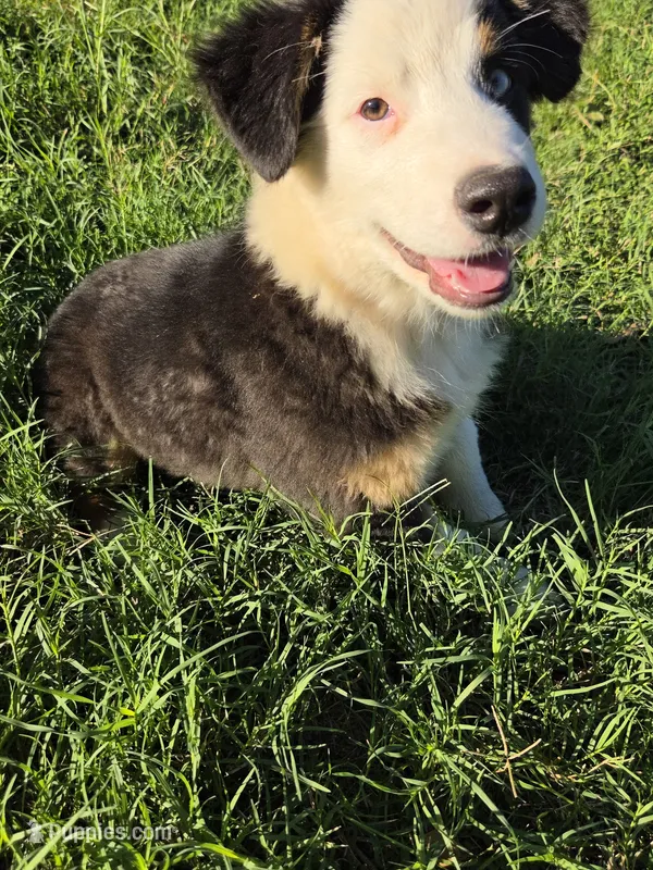 Scooter – Australian Shepherd puppy for sale in Velma, OK