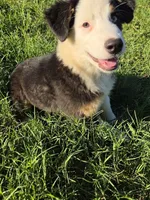 Scooter, a male Australian Shepherd for sale in Velma, OK – 1 of 7