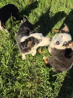 Scooter, a male Australian Shepherd for sale in Velma, OK – 7 of 7