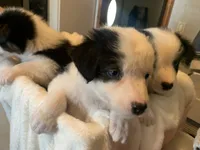 Ace, a male Australian Shepherd for sale in Velma, OK – 3 of 3