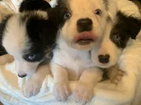 Scooter, a male Australian Shepherd for sale in Velma, OK – 3 of 3