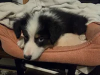 Jack, a male Australian Shepherd for sale in Velma, OK – 4 of 7
