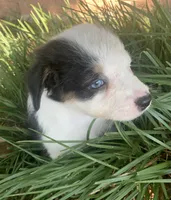 Ace, a male Australian Shepherd for sale in Velma, OK – 2 of 3