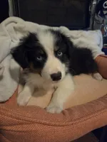 Jack, a male Australian Shepherd for sale in Velma, OK – 7 of 7