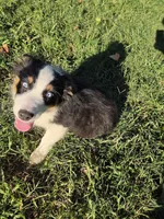Jack, a male Australian Shepherd for sale in Velma, OK – 5 of 7