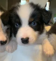 Jack, a male Australian Shepherd for sale in Velma, OK – 2 of 2