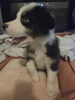 Jack, a male Australian Shepherd for sale in Velma, OK – 6 of 7