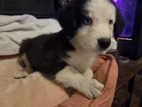Ace, a male Australian Shepherd for sale in Velma, OK – 4 of 6