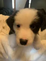 Scooter, a male Australian Shepherd for sale in Velma, OK – 2 of 3
