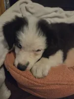 Ace, a male Australian Shepherd for sale in Velma, OK – 6 of 6
