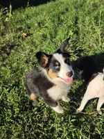 Jack, a male Australian Shepherd for sale in Velma, OK – 1 of 7