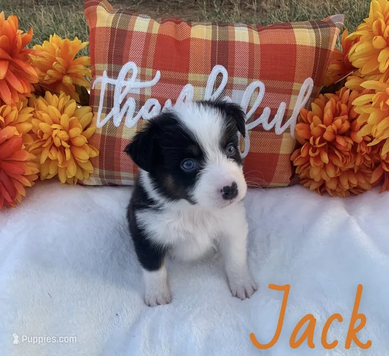 Jack – Australian Shepherd puppy for sale in Velma, OK