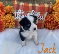 Jack, a male Australian Shepherd for sale in Velma, OK – 1 of 2