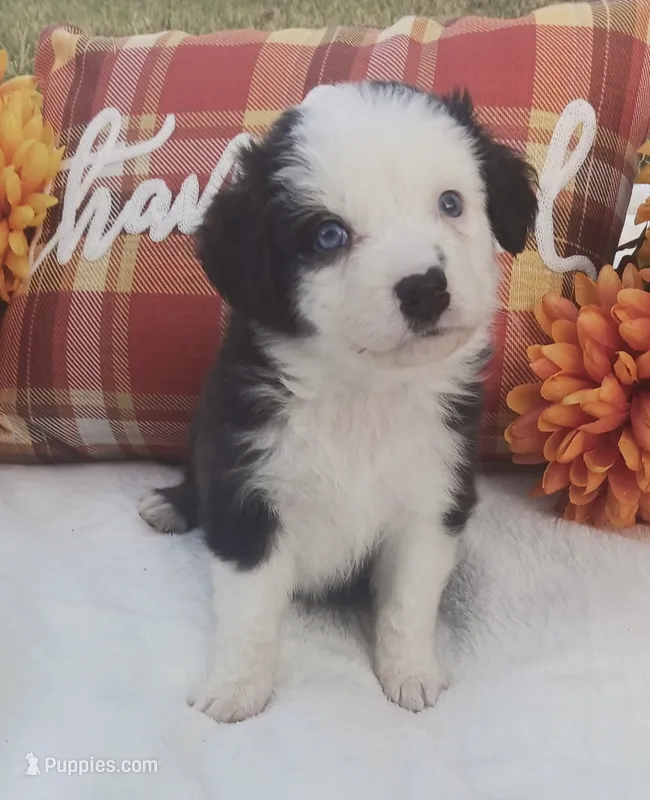 Ace – Australian Shepherd puppy for sale in Velma, OK