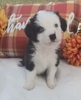 Ace, a male Australian Shepherd for sale in Velma, OK – 1 of 3