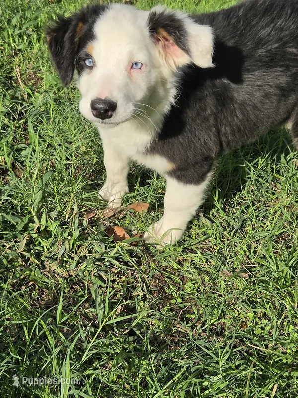 Lola – Australian Shepherd puppy for sale in Velma, OK