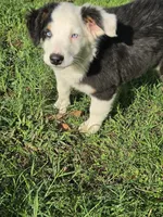 Lola, a female Australian Shepherd for sale in Velma, OK – 1 of 10