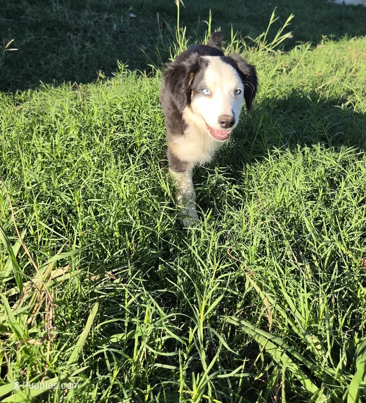 Ace – Australian Shepherd puppy for sale in Velma, OK