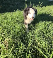 Ace, a male Australian Shepherd for sale in Velma, OK – 1 of 6