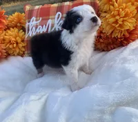 Lola, a female Australian Shepherd for sale in Velma, OK – 5 of 6