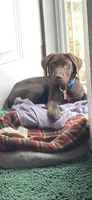 River, a male Labrador Retriever for sale in Newport News, VA – 2 of 7