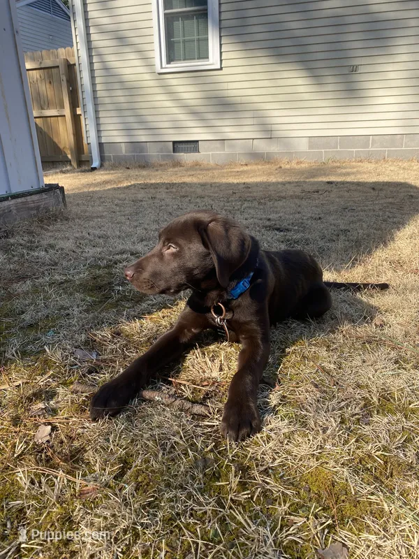 River – Labrador Retriever puppy for sale in Newport News, VA