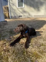 River, a male Labrador Retriever for sale in Newport News, VA – 1 of 7