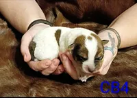 B4, a male Australian Cattle Dog for sale in Michigan, MI – 3 of 4