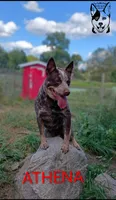 Cb7, a male Australian Cattle Dog for sale in Michigan, MI – 4 of 4