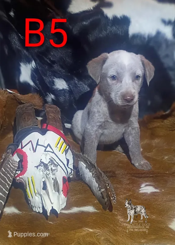 B5 – Australian Cattle Dog puppy for sale in Stockbridge, MI