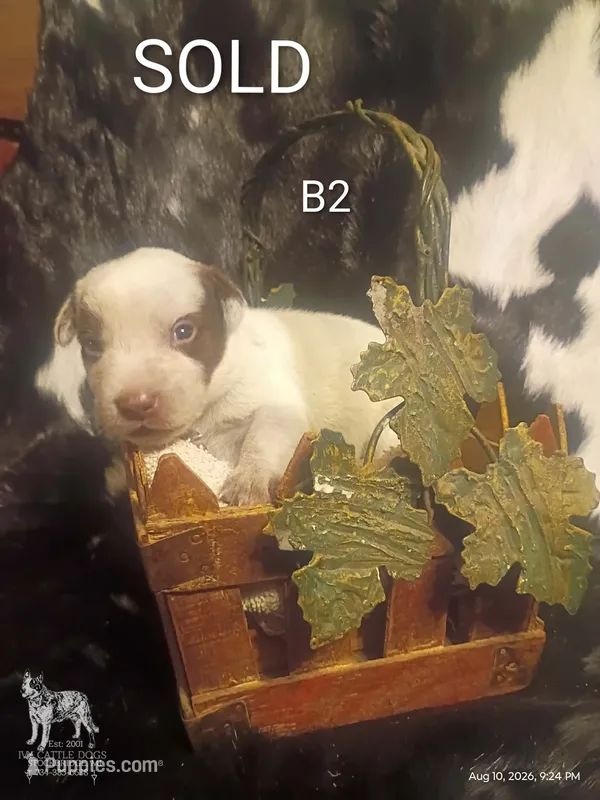 B2 – Australian Cattle Dog puppy for sale in Michigan, MI