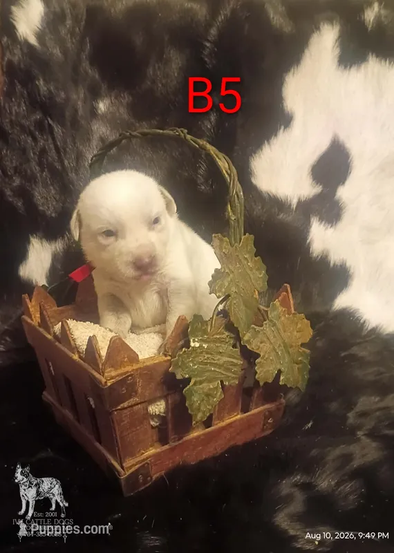 B5 – Australian Cattle Dog puppy for sale in Michigan, MI