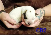 B2, a male Australian Cattle Dog for sale in Michigan, MI – 3 of 4
