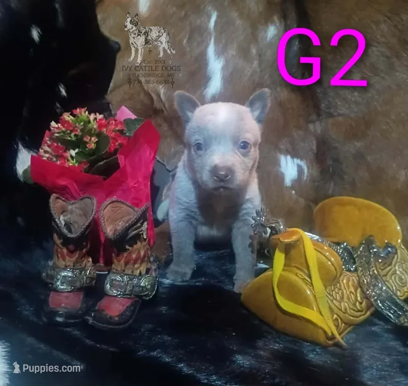 G2 – Australian Cattle Dog puppy for sale in Michigan, MI