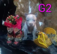 G2, a female Australian Cattle Dog for sale in Stockbridge, MI – 1 of 5