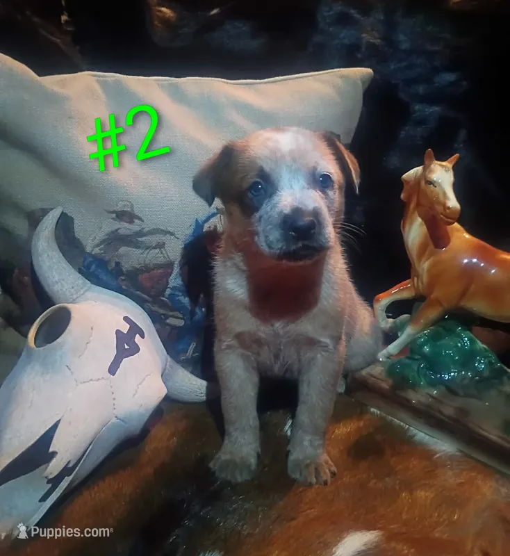 B2 – Australian Cattle Dog puppy for sale in Michigan, MI