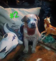 B2, a male Australian Cattle Dog for sale in Michigan, MI – 1 of 4