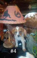 B4, a male Australian Cattle Dog for sale in Michigan, MI – 1 of 5