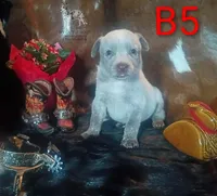 B5, a male Australian Cattle Dog for sale in Stockbridge, MI – 1 of 5