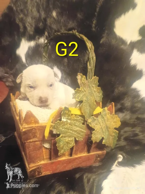 G2 – Australian Cattle Dog puppy for sale in Michigan, MI