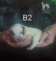 B2, a male Australian Cattle Dog for sale in Michigan, MI – 2 of 4