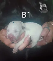 B1, a male Australian Cattle Dog for sale in Michigan, MI – 2 of 4