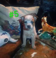 R5, a male Australian Cattle Dog for sale in Michigan, MI – 1 of 4