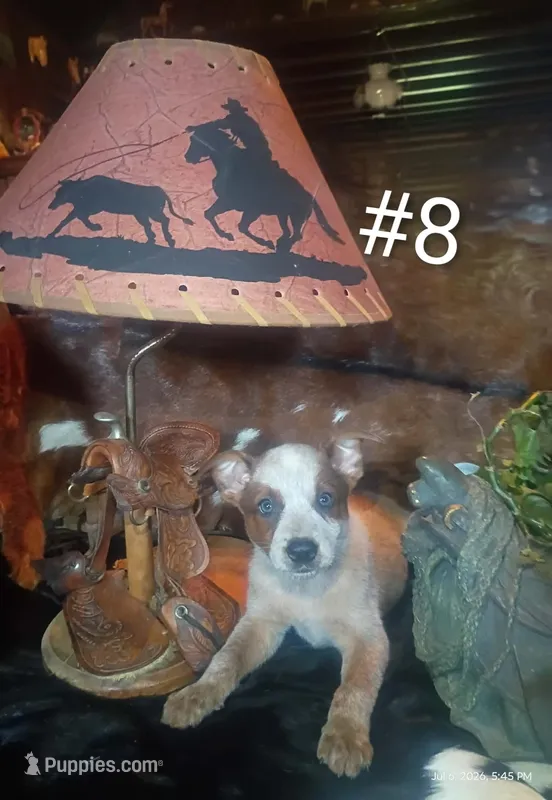 B8 – Australian Cattle Dog puppy for sale in Michigan, MI