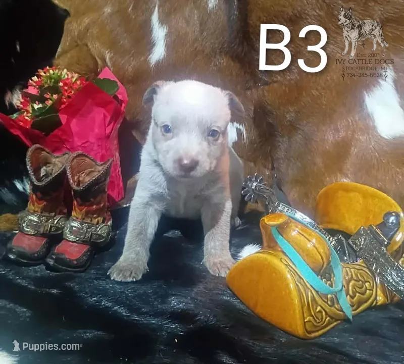 B3 – Australian Cattle Dog puppy for sale in Michigan, MI