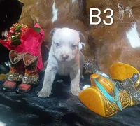 B3, a male Australian Cattle Dog for sale in Stockbridge, MI – 1 of 5