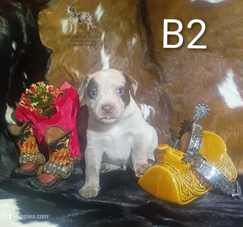 B2 – Australian Cattle Dog puppy for sale in Michigan, MI