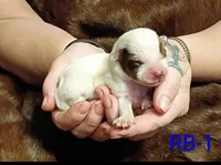 B8, a male Australian Cattle Dog for sale in Michigan, MI – 3 of 4